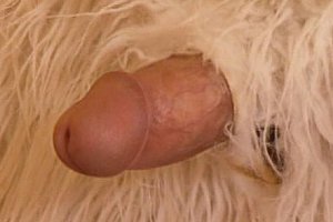 狂野欧美性猛交xxⅩ张曼玉